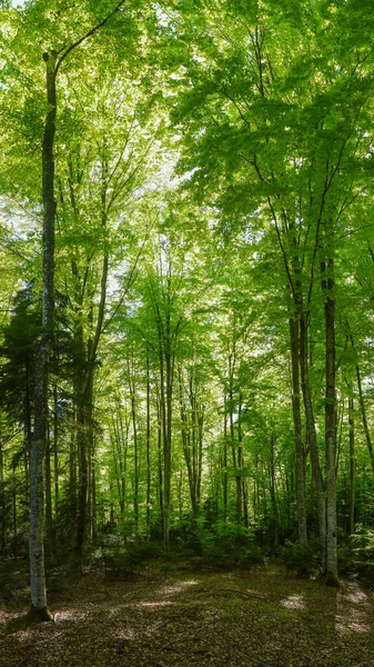 Ένα Δάσος Οξιάς Μέσα Από Οποίο Διαπερνά Φως Του Ήλιου — Φωτογραφία Αρχείου