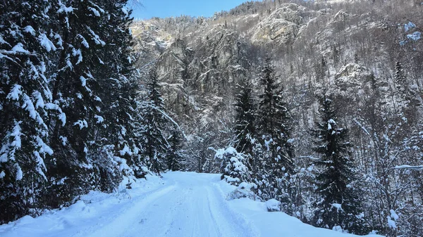 A snowed footpath deep inside the wild coniferous forests of Latorita Mountains. Sunny but cold winter day. Carpathia, Latorita Massif, Romania.