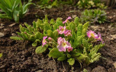 Macro closeup of a purple flower growing in a rural garden. Spring season, Carpathia, Romania.