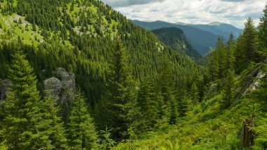Capatanii Dağları 'nın dağlık dağları. Dağ zirveleri Latorita Vadisi 'nin üzerinde yer alıyor. Summer, ladin ormanlarının hepsi yeşil. Carpathia, Romanya.