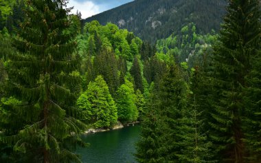 Petrimanu Gölü 'nü çevreleyen kozalaklı kayın ağaçları sakin mavi sularına yansıyor. Bahar mevsimi, Carpathia, Romanya. 