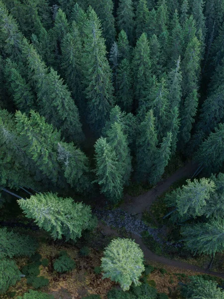Drone View Green Coniferous Woodland Small Stream Flows Hiking Path — Φωτογραφία Αρχείου