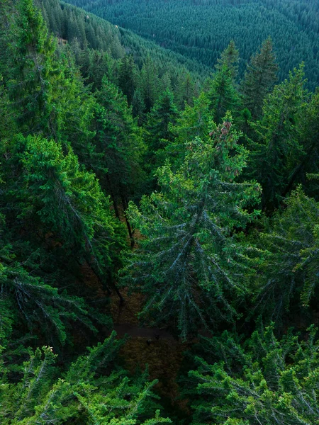 Drone View Green Coniferous Woodland Wild Forest Located Cindrel Mountains — Φωτογραφία Αρχείου