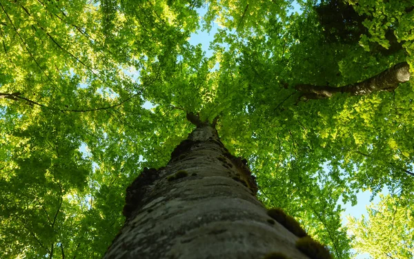 Багажник Бука Растущего Прямо Небо Ярко Зеленые Листья Освещены Солнцем — стоковое фото