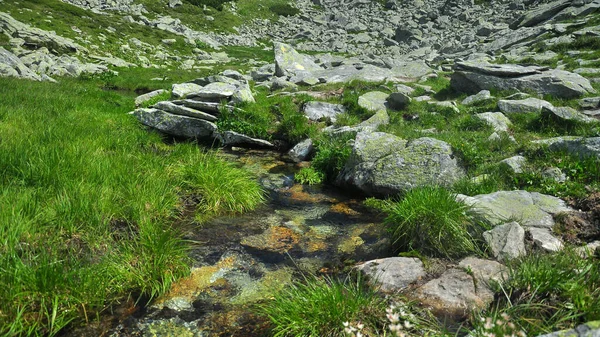 Маленький Гірський Струмок Чистими Водами Протікає Крізь Альпійський Лук Уздовж — стокове фото