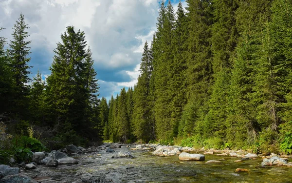 Lotru dağı nehri alacakaranlıkta bir çam ağacının içinden akıyor. Karpat Dağları, Romanya.
