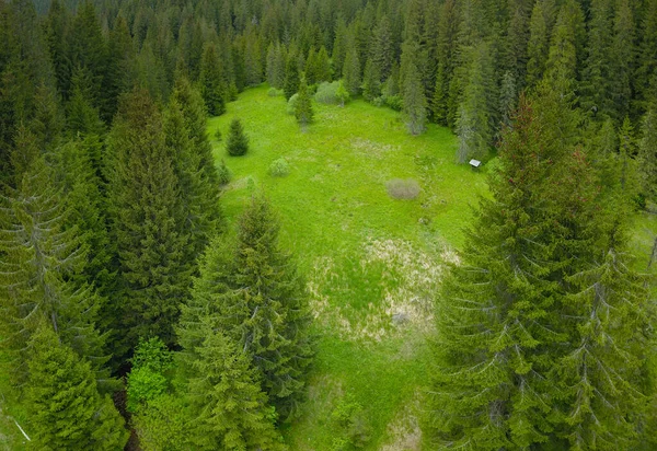 Vista Drone Acima Uma Grama Cheia Perto Uma Floresta Abetos — Fotografia de Stock