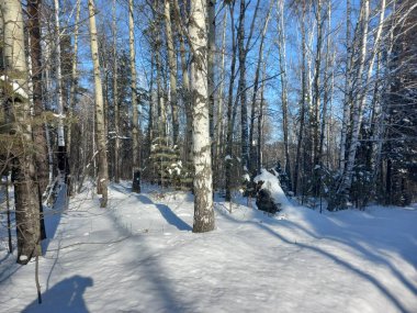 Kışın geçitte bir orman var.