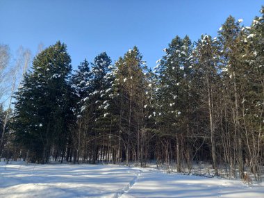 Kışın geçitte bir orman var.