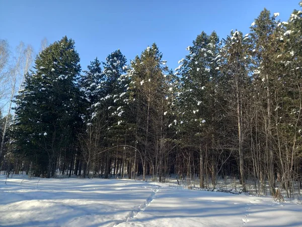 Взимку Перевалі Ліс — стокове фото