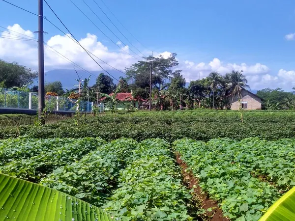 Klare Indonesische Felder Mit Den Besten Pflanzen — Stockfoto