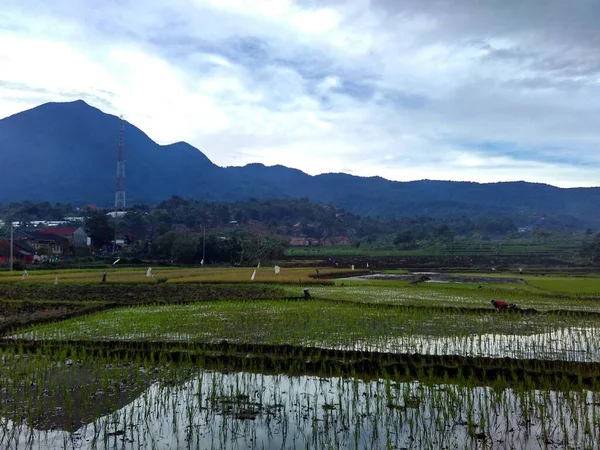 Cloudy Evening Paddy Fields Mountain — Stock Photo, Image