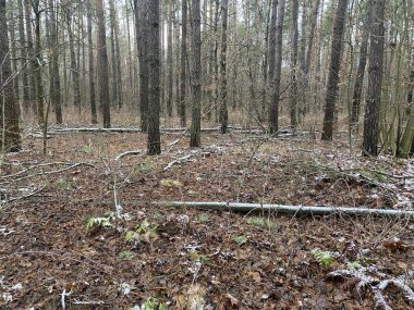     Uyanmadan önce güzel bir bahar ormanı