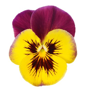 Beyaz arka planda yalıtılmış nonoş çiçeği. Bahçe işinde reklam ve ambalaj tasarımı için güzel bir kompozisyon. Düz yatış, üst görünüm