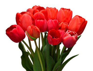 Beyaz arka planda izole edilmiş kırmızı lale çiçeği. Bahçe işinde reklam ve ambalaj tasarımı için güzel bir kompozisyon. Düz yatış, üst görünüm