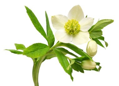 Beyaz arkaplanda çiçek desenli buket var. Düz yatış, üst görünüm