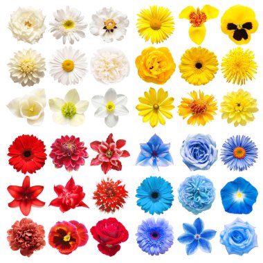 Beyaz arka planda beyaz, sarı, mavi ve kırmızı renkteki çeşitli baş çiçeklerinden oluşan büyük bir koleksiyon. Mükemmel bir rötuşlama, fotoğrafın tam derinliği. Üst manzara, düz uzanma