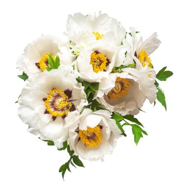 Beyaz arka planda izole edilmiş beyaz şakayık çiçeği. Çiçek deseni, nesne. Düz yatış, üst görünüm