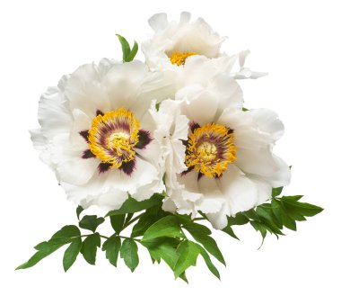 Beyaz arka planda izole edilmiş beyaz şakayık çiçeği. Çiçek deseni, nesne. Düz yatış, üst görünüm