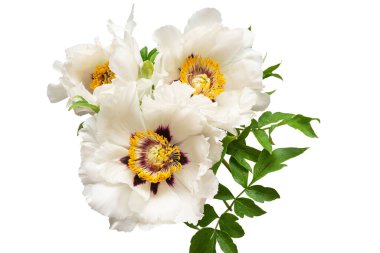 Beyaz arka planda izole edilmiş beyaz şakayık çiçeği. Çiçek deseni, nesne. Düz yatış, üst görünüm