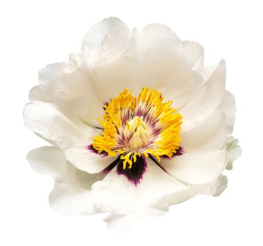 Beyaz fonda izole edilmiş beyaz şakayık çiçeği. Çiçek deseni, nesne. Düz yatış, üst görünüm