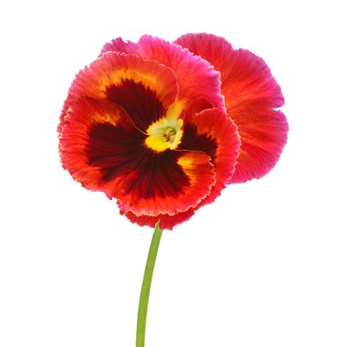 Kırmızı çiçekler beyaz arka planda yalıtılmış. Düz yatış, üst görünüm