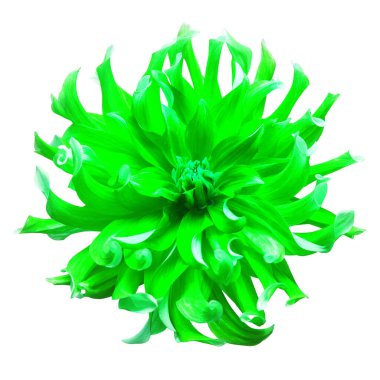 Güzel yeşil yıldız çiçeği makro doğa beyaz arka planda izole. Botanik, konsept, bitki örtüsü, fikir. Şakayık formu