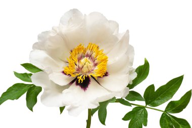 Beyaz fonda izole edilmiş beyaz şakayık çiçeği. Çiçek deseni, nesne. Bahçe işinde reklam ve ambalaj tasarımı için güzel bir kompozisyon.