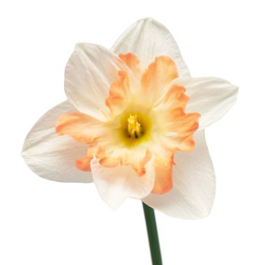 Beyaz arka planda izole edilmiş beyaz pembe nergis çiçeği. Bahçe işinde reklam ve ambalaj tasarımı için güzel bir kompozisyon. Düz yatış, üst görünüm