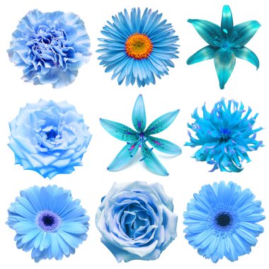 Yıldız çiçeği, karanfil, aster, gerbera, zambak, krizantem gibi çeşitli mavi başlı çiçeklerden oluşan büyük bir koleksiyon beyaz arka planda izole edilmiş bir gül. Düz yatış, üst görünüm