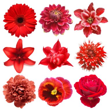 Gül, klematis, nonoş, şakayık, yıldız çiçeği, lale, zambak, gerbera, beyaz arka planda izole edilmiş kasımpatı. Düz yatış, üst görünüm