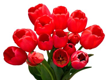 Beyaz arka planda izole edilmiş kırmızı lale çiçeği. Bahçe işinde reklam ve ambalaj tasarımı için güzel bir kompozisyon. Düz yatış, üst görünüm