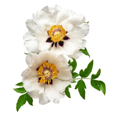 Beyaz arka planda izole edilmiş beyaz şakayık çiçeği. Çiçek deseni, nesne. Düz yatış, üst görünüm