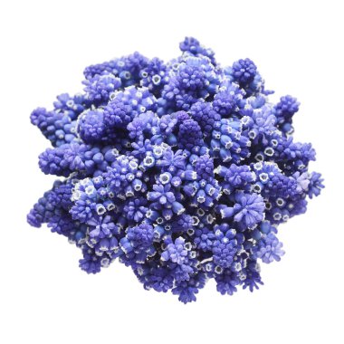 Buket muscari çiçekleri beyaz arka planda izole edilmiş mavi üzüm sümbülü. Bahar konsepti Düz yatış, üst görünüm