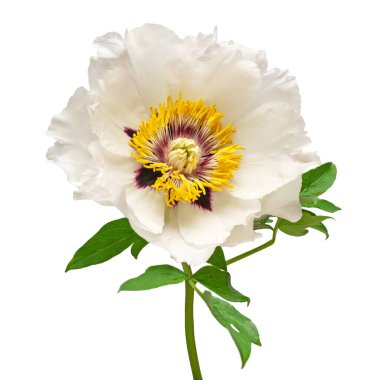 Beyaz fonda izole edilmiş beyaz şakayık çiçeği. Çiçek deseni, nesne. Düz yatış, üst görünüm