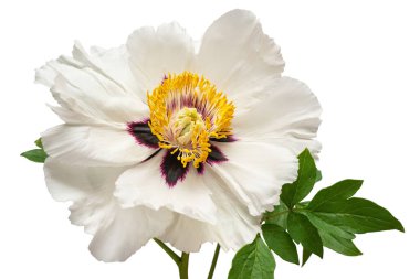 Beyaz fonda izole edilmiş beyaz şakayık çiçeği. Çiçek deseni, nesne. Düz yatış, üst görünüm