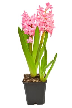 İlk bahar pembe sümbül çiçeği beyaz arka planda izole bir tencerede. Paskalya tatili. Bahçe dekorasyonu, peyzaj. Çiçek aranjmanı. Düz yatış, üst görünüm