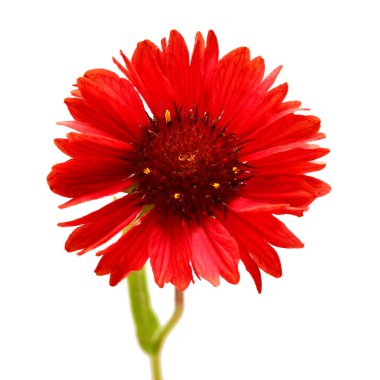 Beyaz arka planda izole edilmiş bir gaillardia kırmızı çiçeği. Bahçe işinde reklam ve ambalaj tasarımı için güzel bir kompozisyon. Düz yatış, üst görünüm