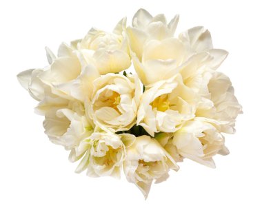 Beyaz arka planda izole edilmiş beyaz lale çiçeği. Bahçe işinde reklam ve ambalaj tasarımı için güzel bir kompozisyon. Düz yatış, üst görünüm