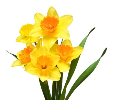 Beyaz arka planda izole edilmiş sarı nergis çiçekleri. Düz yatış, üst görünüm