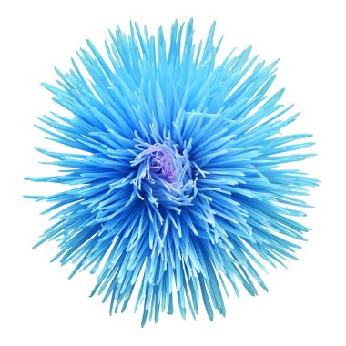 Beyaz arka planda mavi çiçek başı paskalyası. Macro, papatya. Çiçek deseni, nesne. Düz yatış, üst görünüm