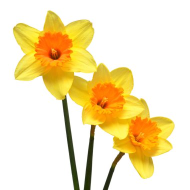 Beyaz arka planda izole edilmiş sarı nergis çiçekleri. Düz yatış, üst görünüm 