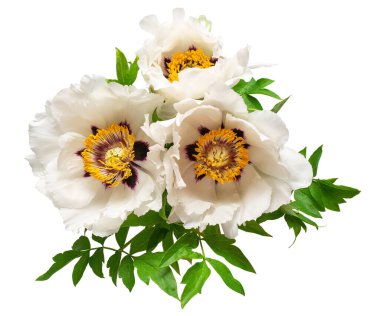 Beyaz arka planda izole edilmiş beyaz şakayık çiçeği. Çiçek deseni, nesne. Düz yatış, üst görünüm