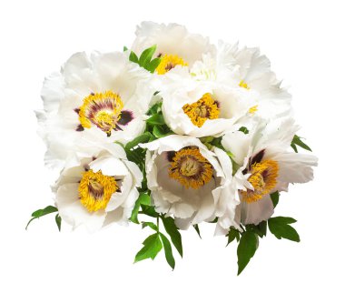 Beyaz arka planda izole edilmiş beyaz şakayık çiçeği. Çiçek deseni, nesne. Düz yatış, üst görünüm