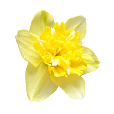 Sarı nergis çiçeği beyaz arka planda izole edilmiş. Bahçe işinde reklam ve ambalaj tasarımı için güzel bir kompozisyon.