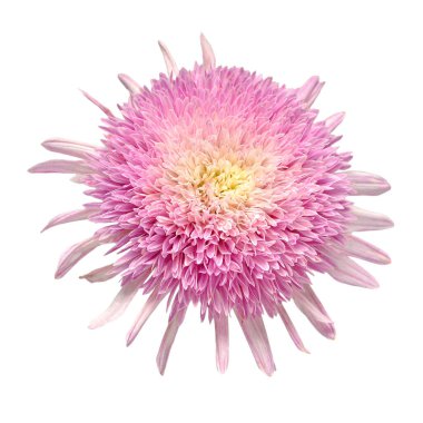 Beyaz arka planda izole edilmiş pembe kasımpatı çiçeği. Çiçek deseni, nesne. Düz yatış, üst görünüm