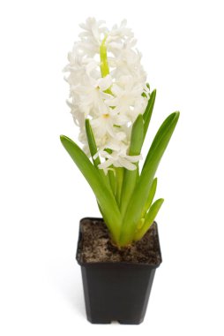 İlk bahar beyaz sümbül çiçeği beyaz arka planda izole bir tencerede. Paskalya tatili. Bahçe dekorasyonu, peyzaj. Çiçek aranjmanı. Düz yatış, üst görünüm 