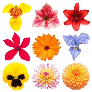 Çiçeklerin baş koleksiyonu güzel amilis, takvim, siklamen, tigridia, iris, gül, nonoş, papatya, zambak, beyaz arka planda izole edilmiş zambak. Düz yatış, üst görünüm