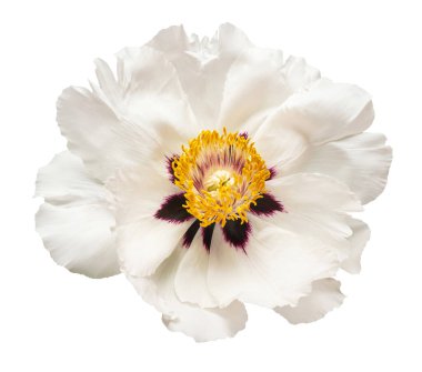 Beyaz fonda izole edilmiş beyaz şakayık çiçeği. Çiçek deseni, nesne. Düz yatış, üst görünüm