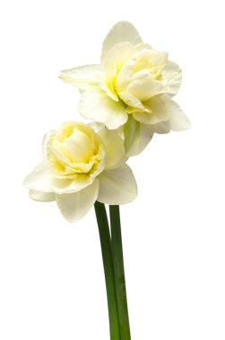 Beyaz arka planda izole edilmiş bir buket beyaz nergis çiçeği. Düz yatış, üst görünüm